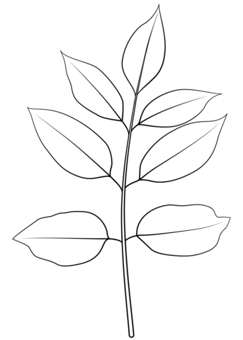 Texas Ash Leaf Coloring Page